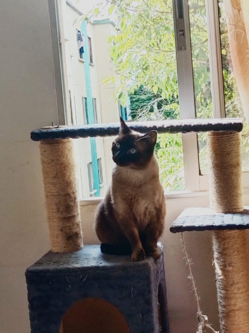 Manolo