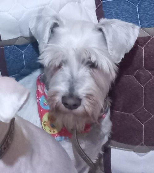 Daisy