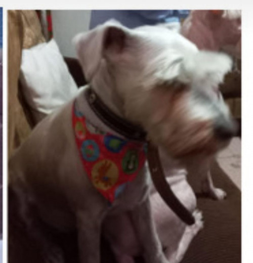 Daisy
