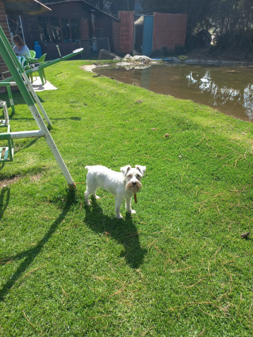 Daisy