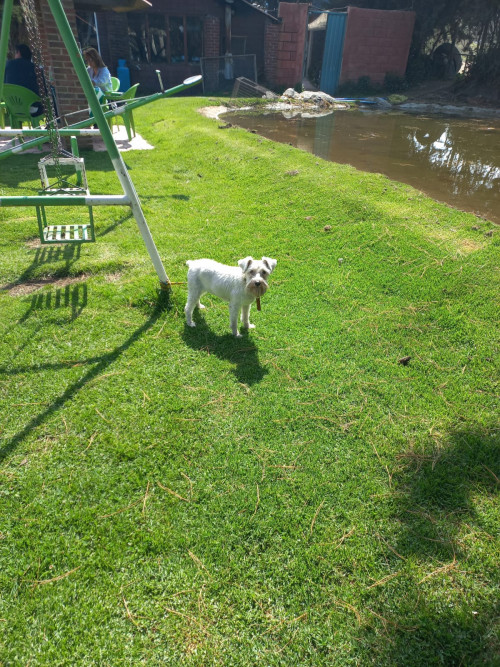 Daisy
