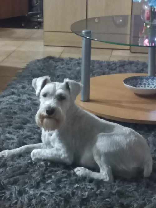Daisy