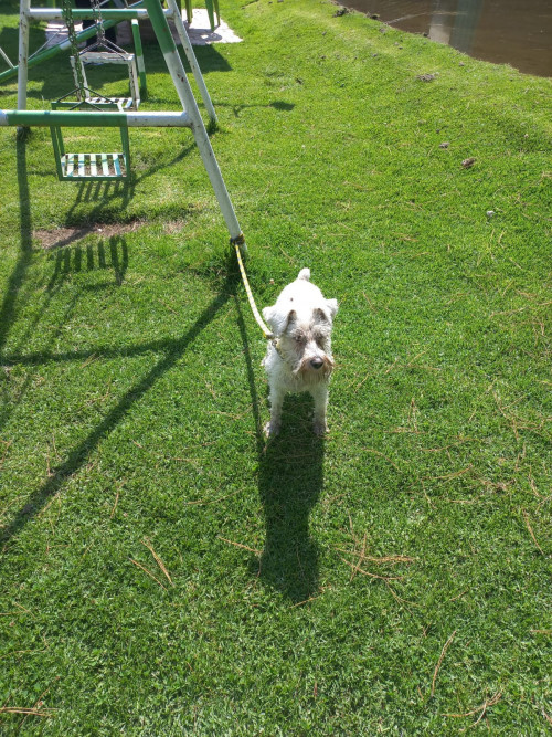 Daisy