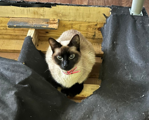 Blanca