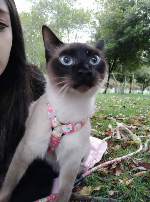 Blanca