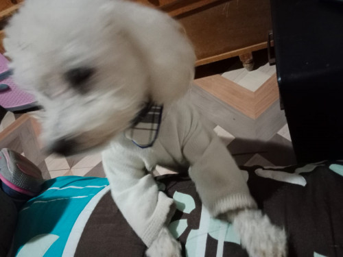 Rafael