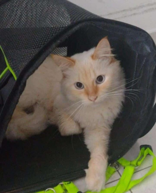 Nala