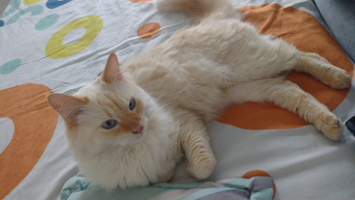 Nala