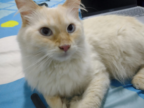 Nala