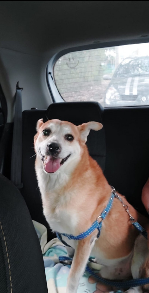 Dogui
