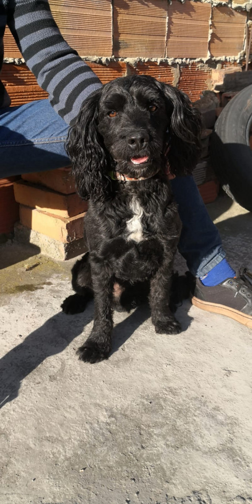 Toby