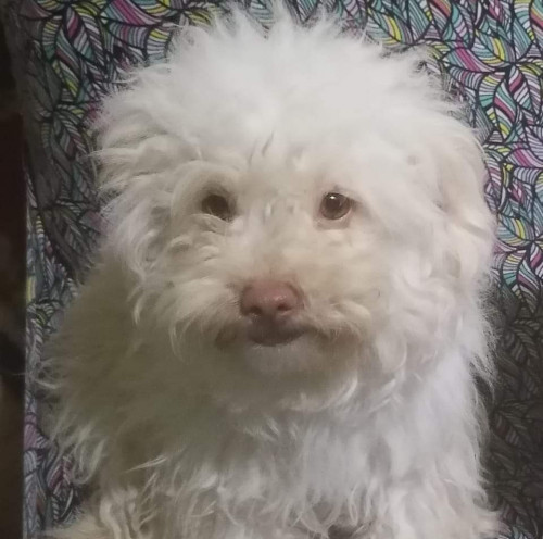 Laika
