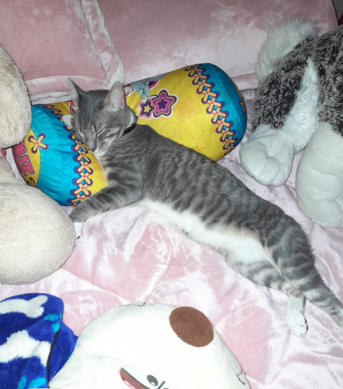 Aslan