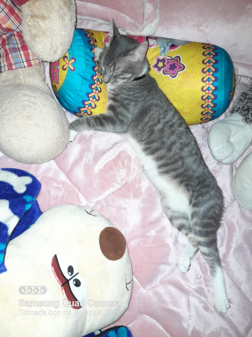 Aslan