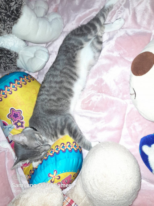Aslan