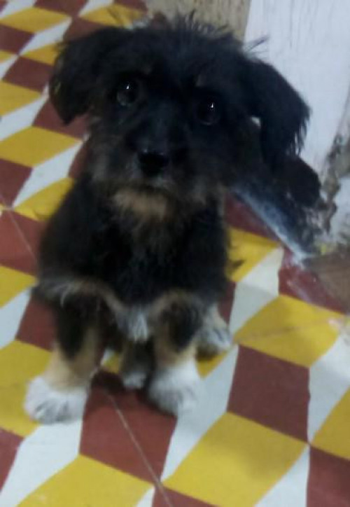 Kiara
