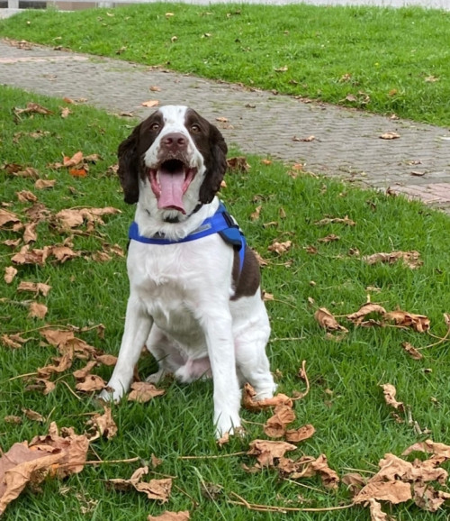 Elvis