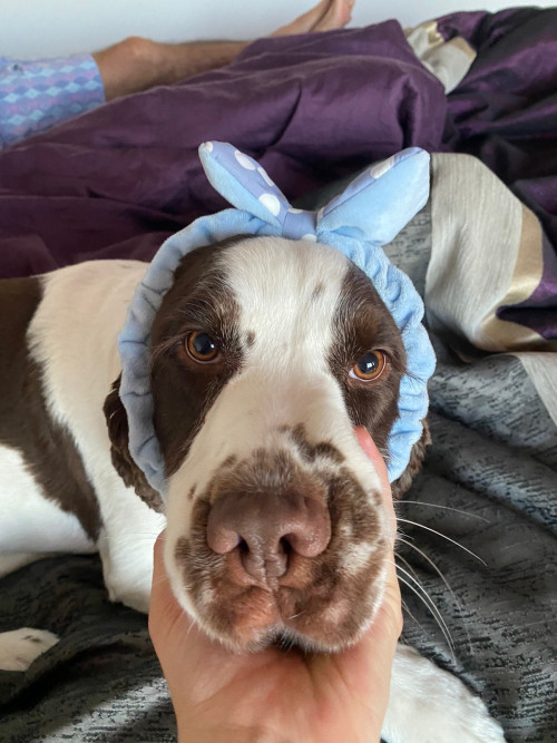 Elvis
