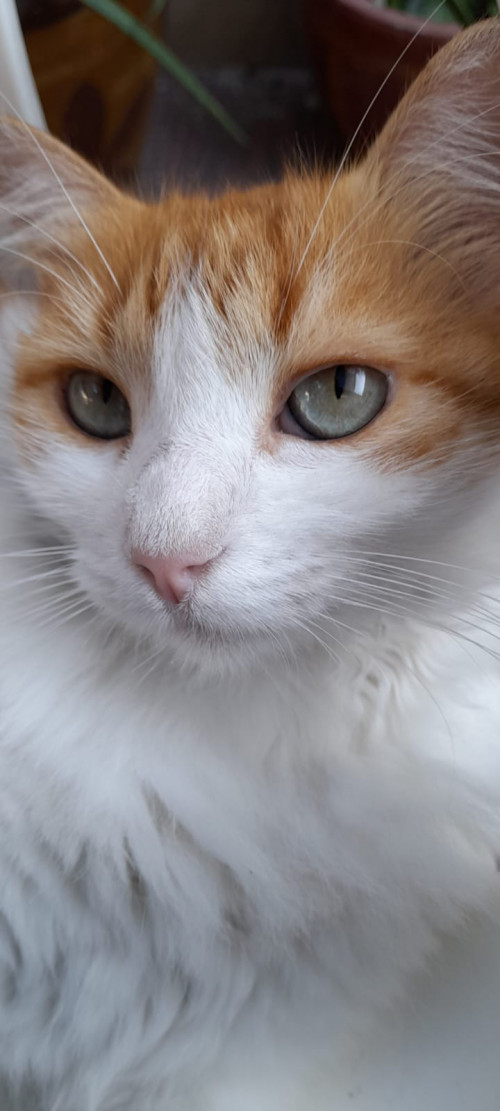 Lucy