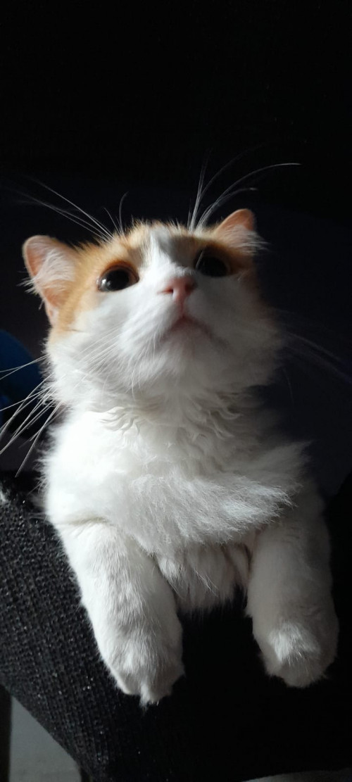 Lucy