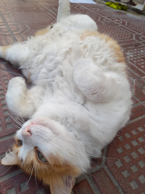 Lucy