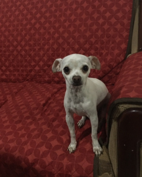 Balu