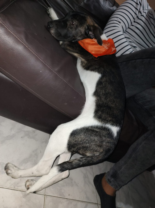 Tobi