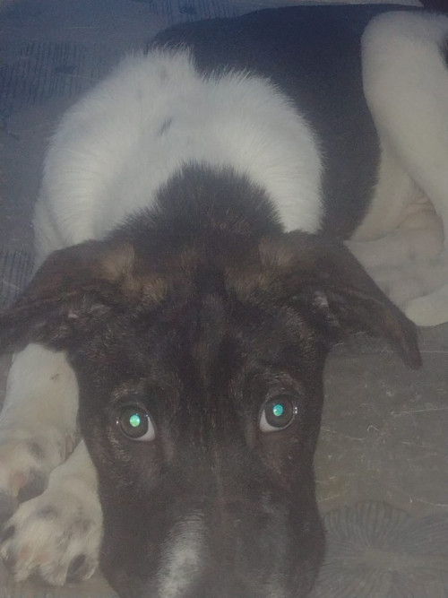 Tobi