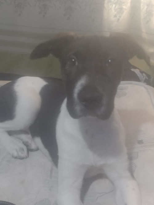 Tobi