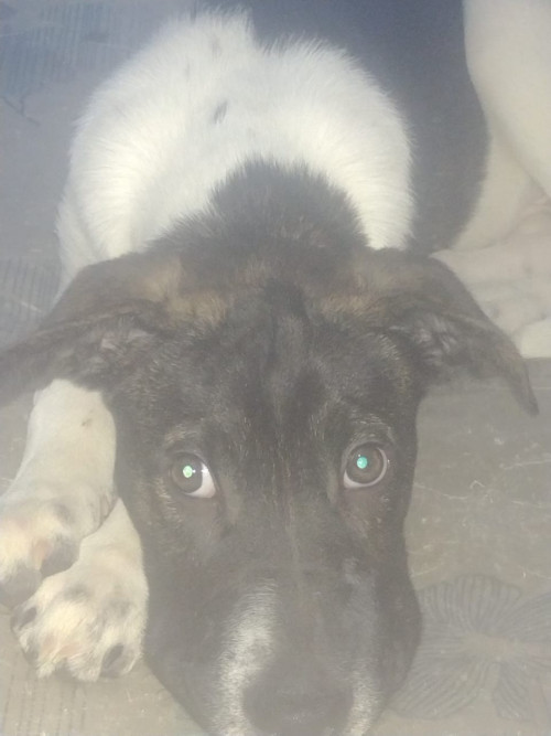 Tobi