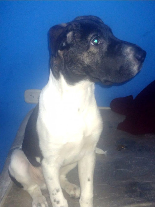 Tobi