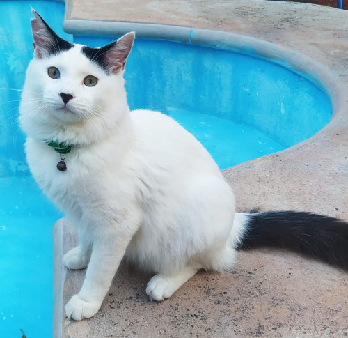 Coquito