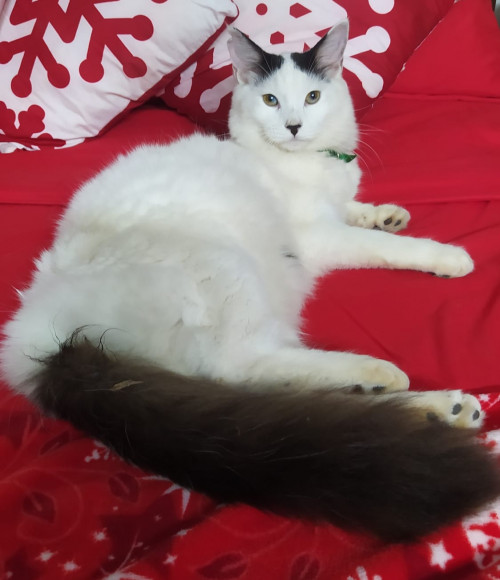 Coquito
