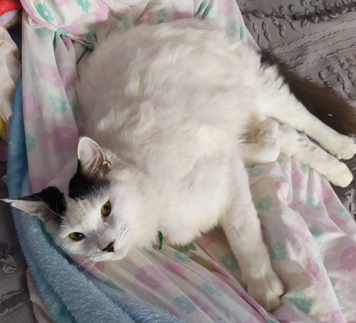 Coquito