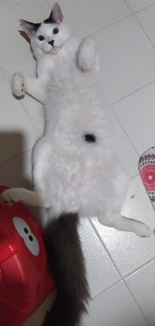 Coquito