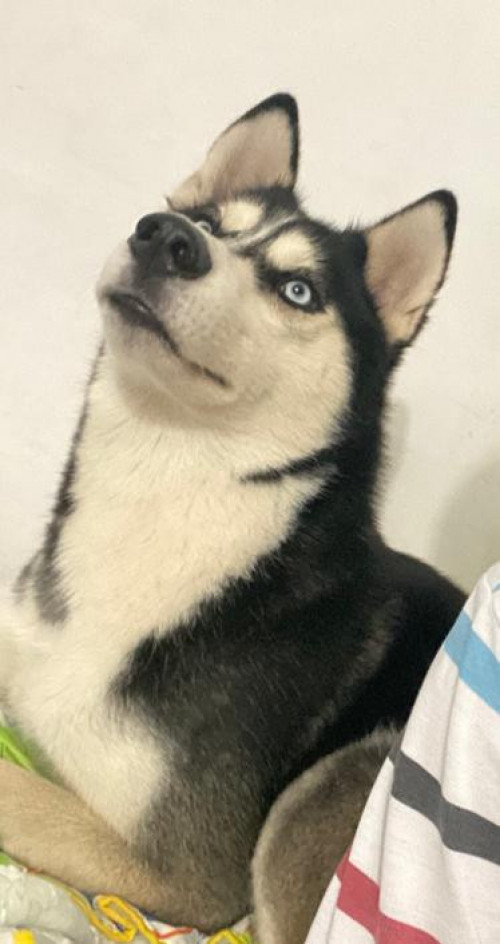 Rex