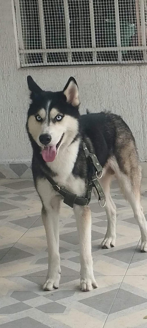 Rex