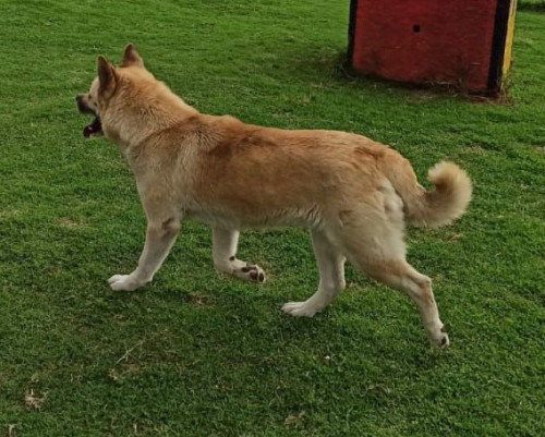 Taki