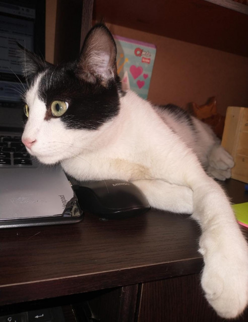 Odin