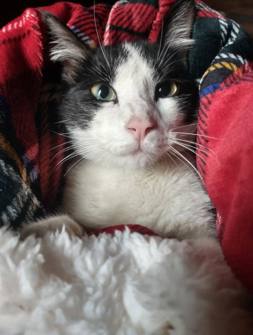 Odin