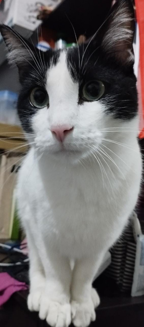 Odin