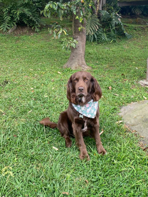Choco