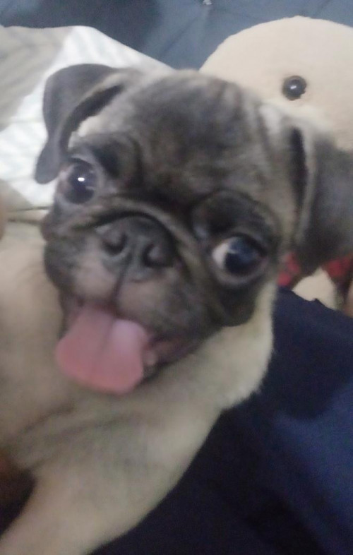 Maya