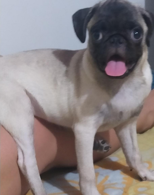 Maya