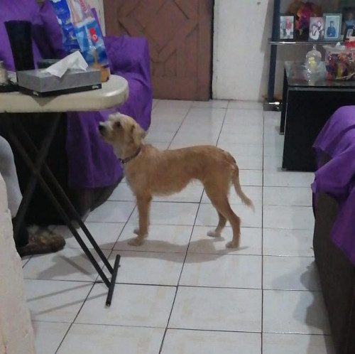 Muñeca