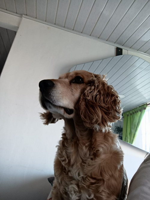 Tobias