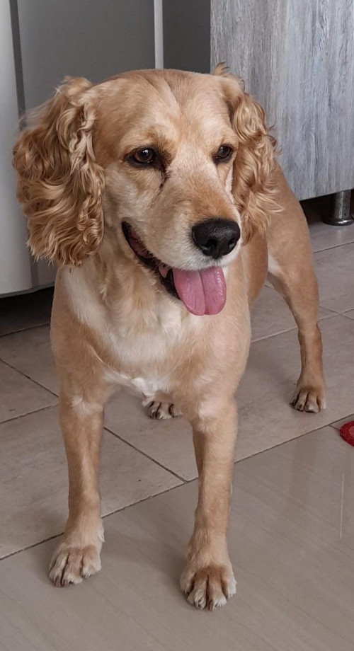 Tobias