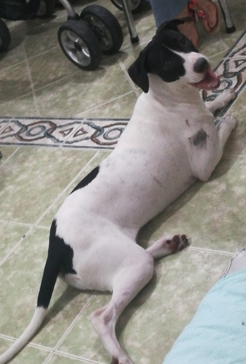 Bela