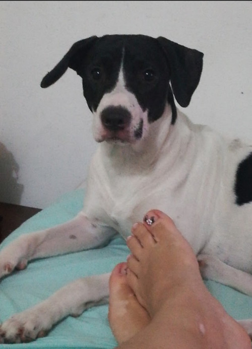 Bela