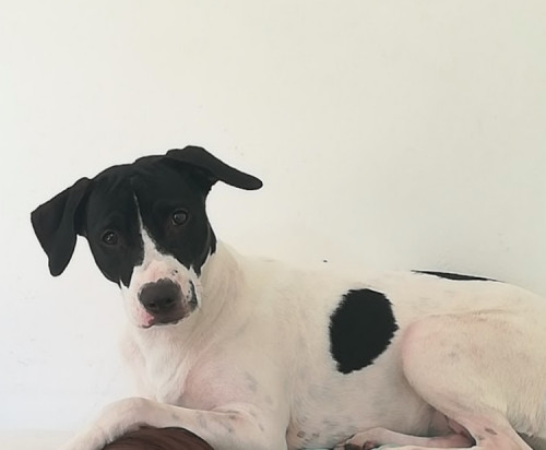Bela